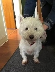 Happy West Highland Terrier Sissy Barnes sitting at the veterinary clinic entrance in Carol Stream