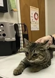 Tabby cat Taco Norris resting on a veterinary exam table during a checkup in Carol Stream