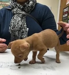 Tiny Chihuahua puppy Tequila Bazaldua exploring a veterinary exam table in Carol Stream