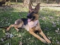 German Shepherd Tesla Sunde lying in the grass wearing a pink collar in Carol Stream