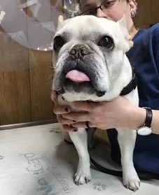 White English Bulldog Toby Shin being held by a veterinary staff member during an exam in Carol Stream