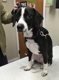 Black and white puppy Trillian Elwood in a purple harness sitting on a veterinary exam table in Carol Stream
