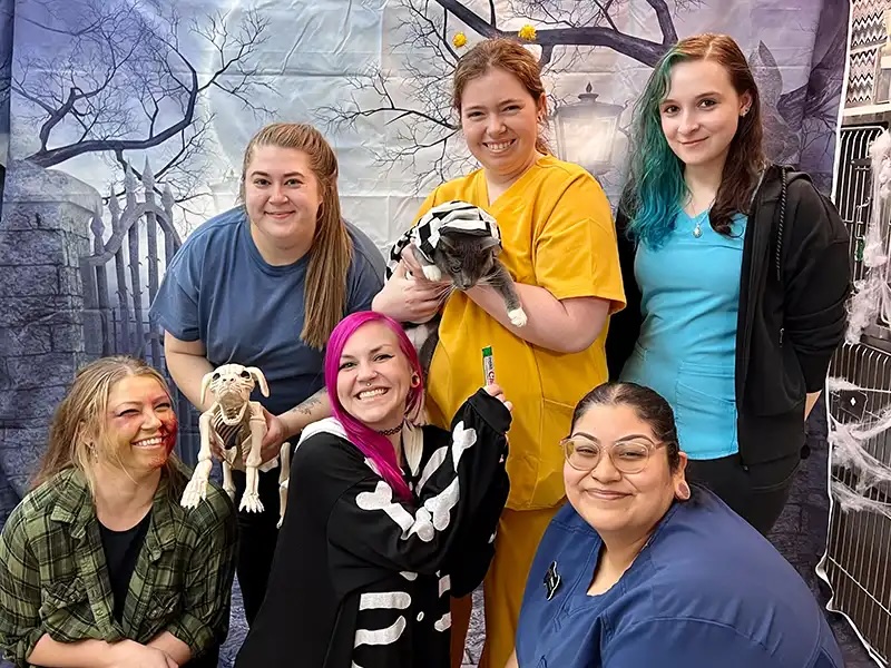 Veterinary team in Halloween costumes posing with a costumed cat at a Howl-o-Ween event in Carol Stream