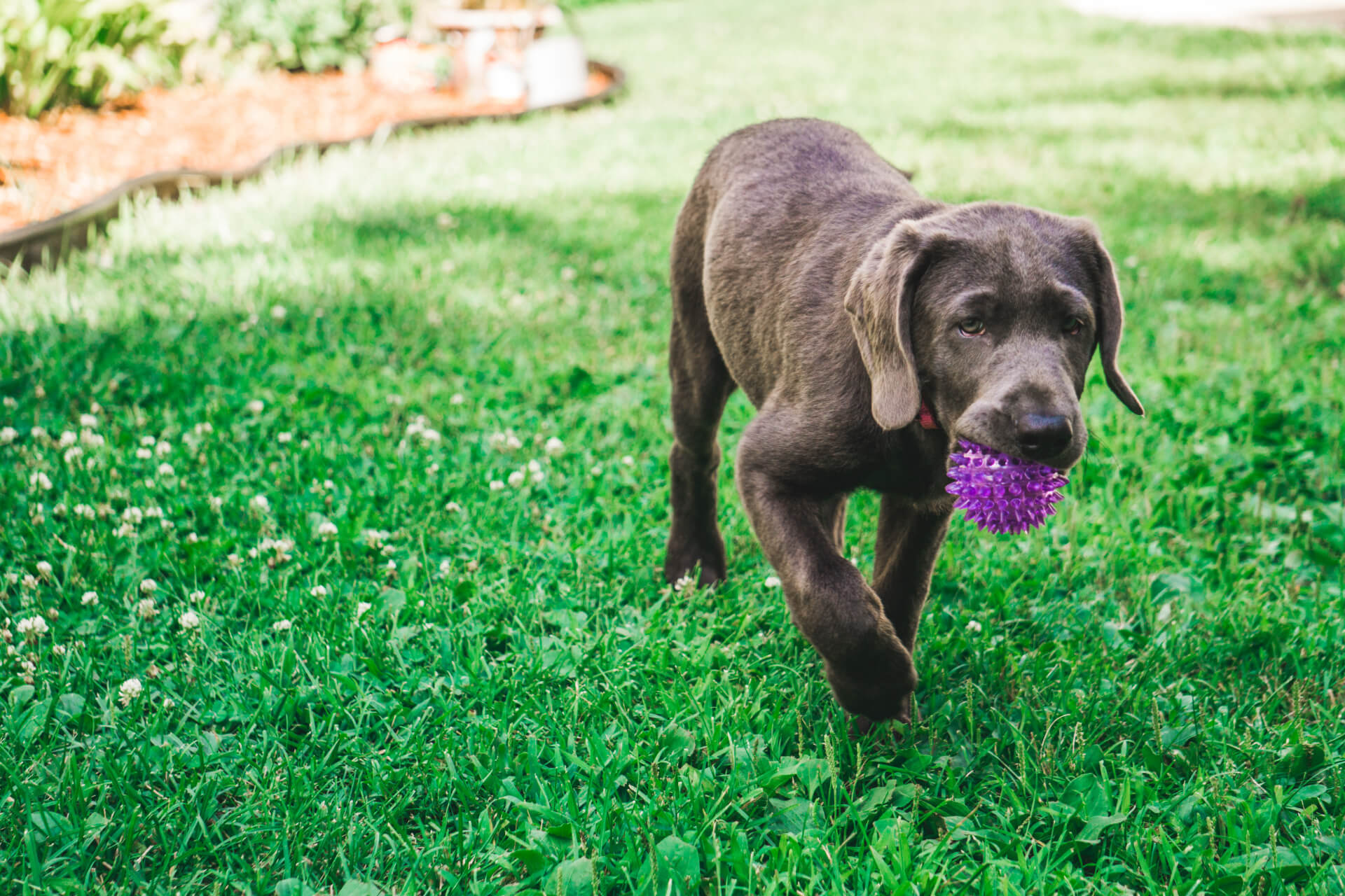 Veterinary hospital in Carol Stream Mobile