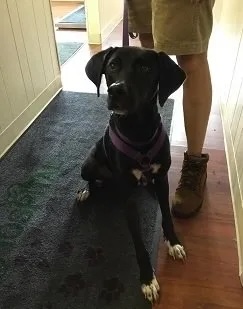 Black lab mix Willow Molokie wearing a purple harness at the veterinary clinic entrance in Carol Stream