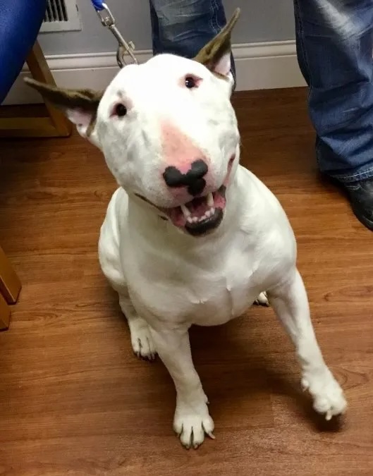 Happy white Bull Terrier Zancho sitting on the veterinary clinic floor in Carol Stream