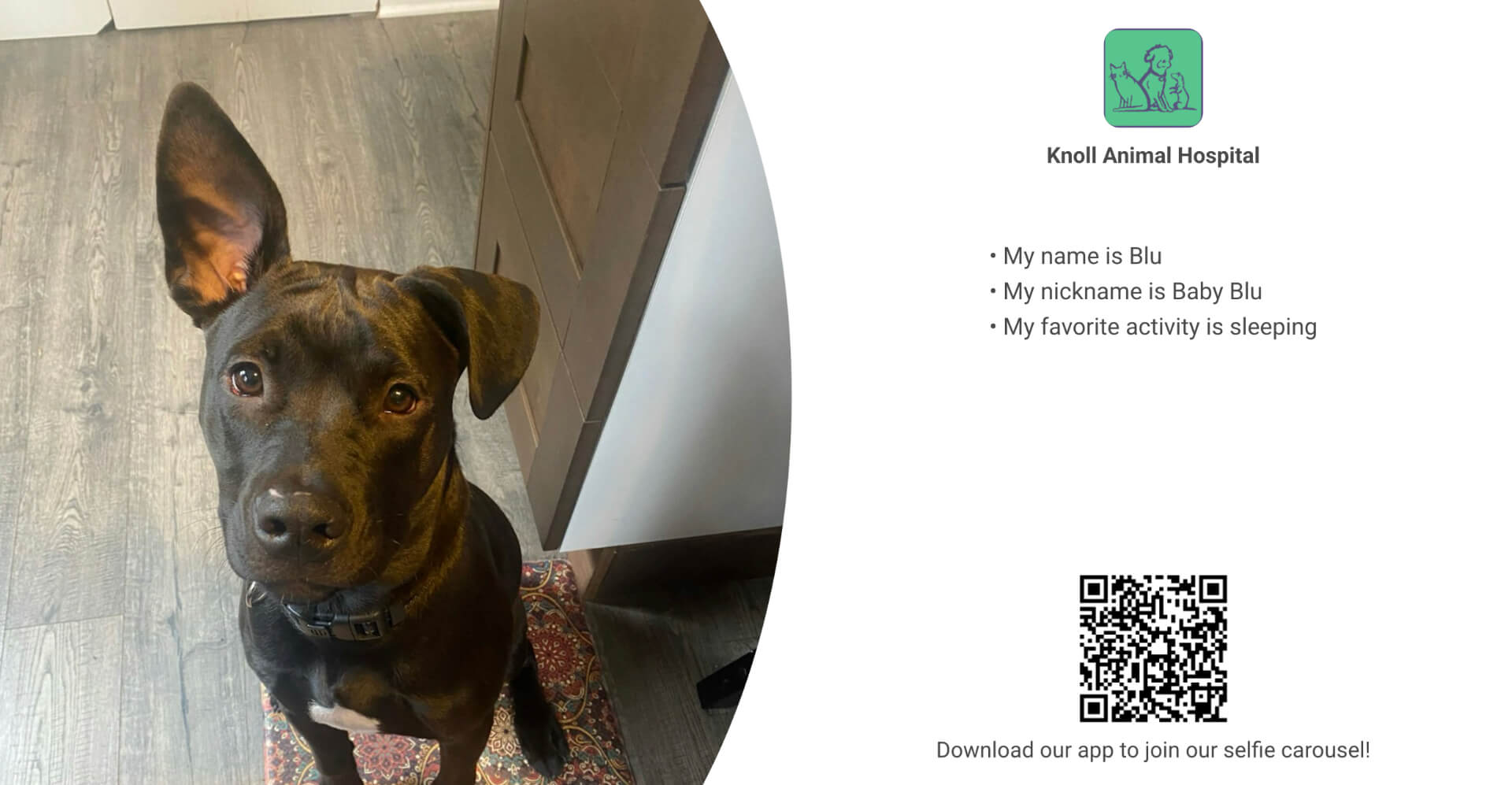 Knoll Vet2Pet
