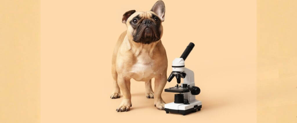 Does My Dog or Cat Really Need Bloodwork?