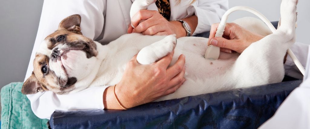 Dog Diagnostics in Carol Stream