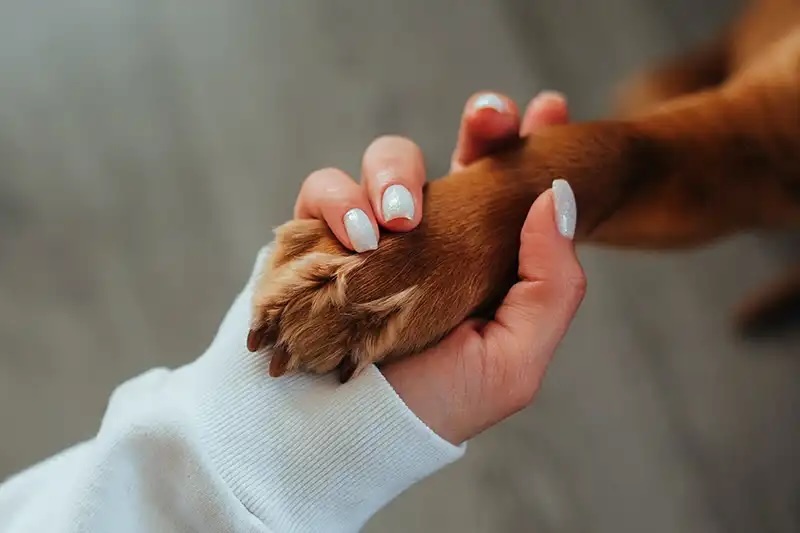 Person's hand gently holding a dog's paw, representing rescue discounts in Carol Stream
