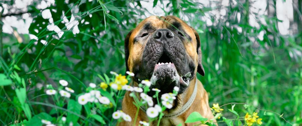 Pet Allergies in Carol Stream