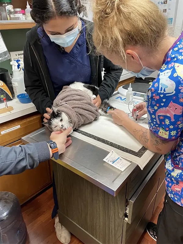 Two masked veterinary staff members administering an injection to a wrapped cat during an exam in Carol Stream