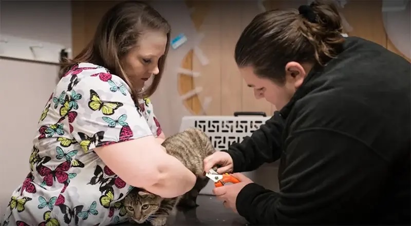 Two veterinary staff members trimming a cat's nails during an exam, representing career opportunities in Carol Stream