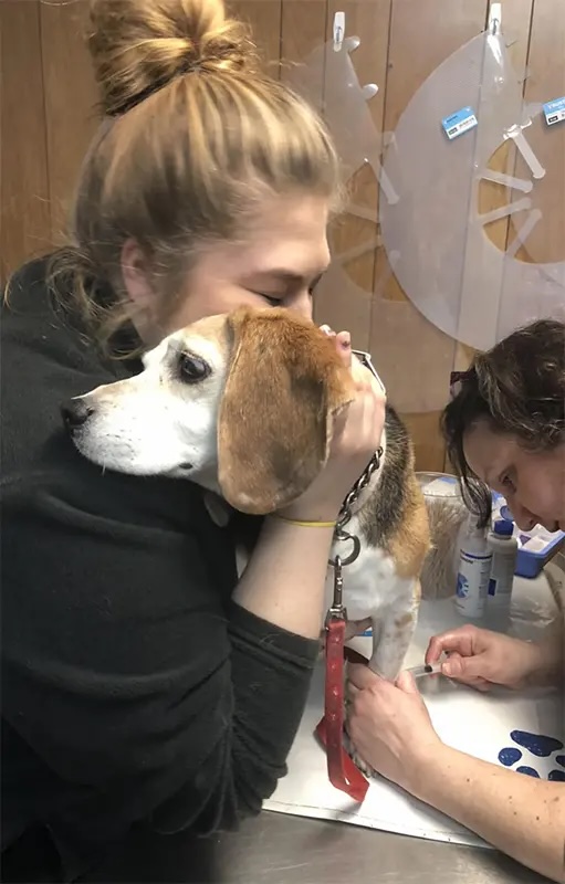 Veterinary technician comforting a beagle during a procedure, representing compassionate veterinary careers in Carol Stream