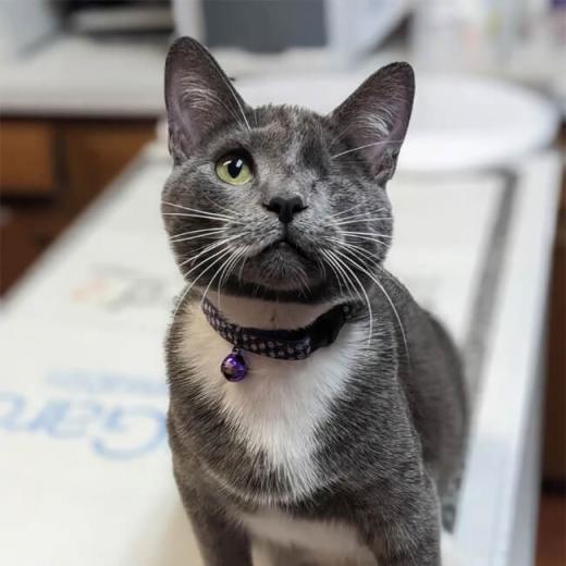 Pita